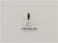 藏品(鞘翅目(2))的圖片